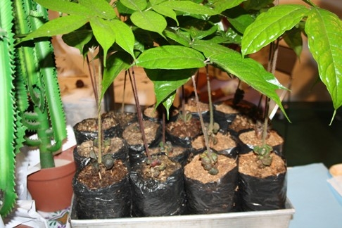 Nature - Des scientifiques retrouvent trois espèces d’amphibiens